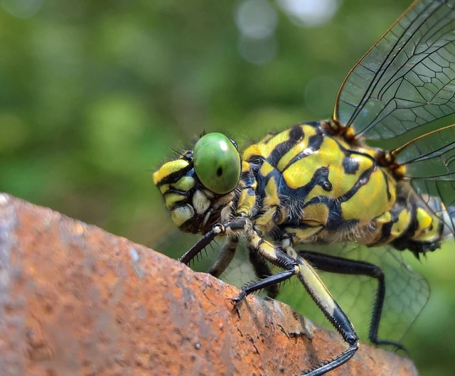 Onychogomphus forcipatus - gyűrűs folyami-szitakötő Onychogomphus forcipatus - gyűrűs folyami-szitakötő