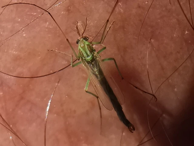 Diptera - Kétszárnyúak