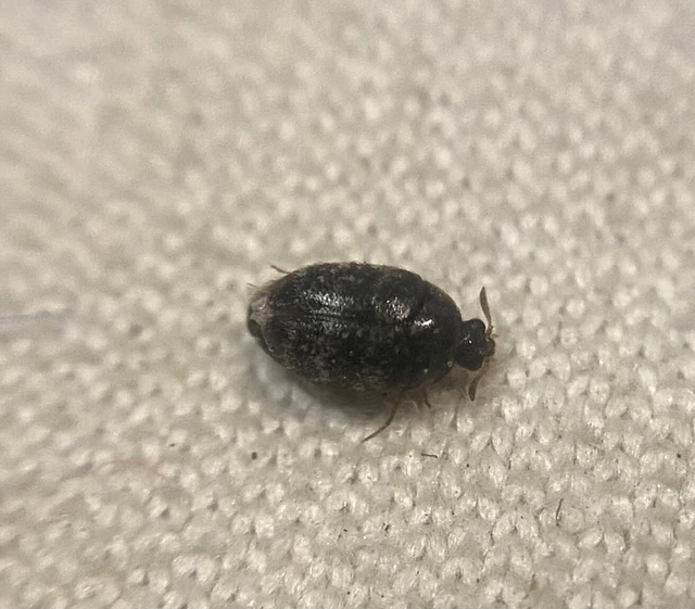 Trogoderma glabrum - fekete gabonaporva
