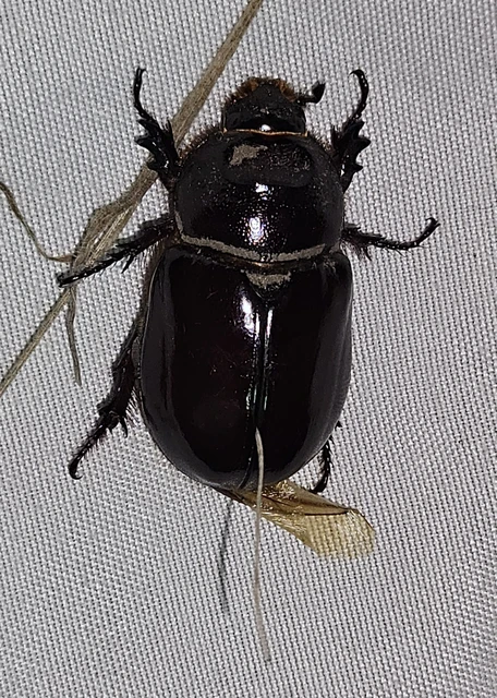Oryctes nasicornis - orrszarvú bogár