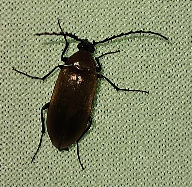 Pseudocistela ceramboides - narancssárga alkonybogár