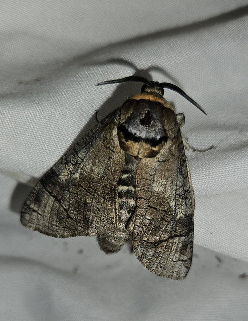 Cossus cossus - fűzfarontólepke