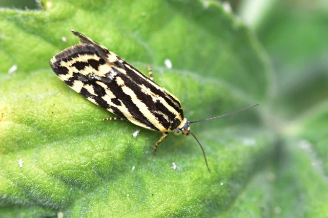 Emmelia trabealis - zebrabagoly