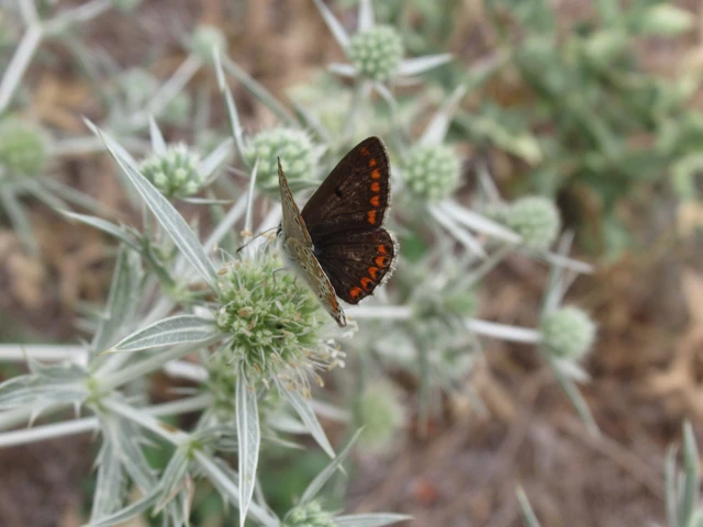 Aricia agestis - szerecsenboglárka