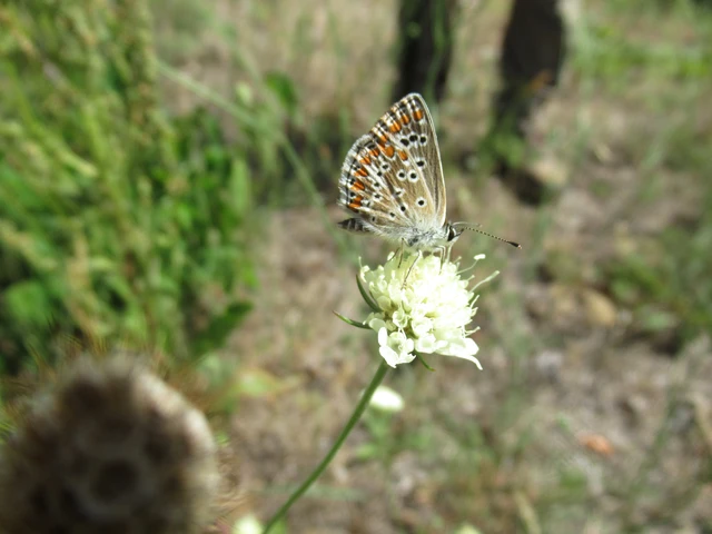Aricia agestis - szerecsenboglárka