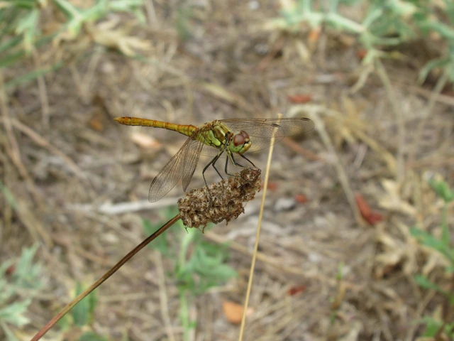 Sympetrum vulgatum - barkós katona-szitakötő Sympetrum vulgatum - barkós katona-szitakötő