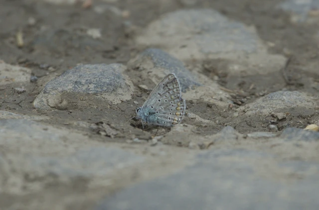 Polyommatus icarus - közönséges boglárka
