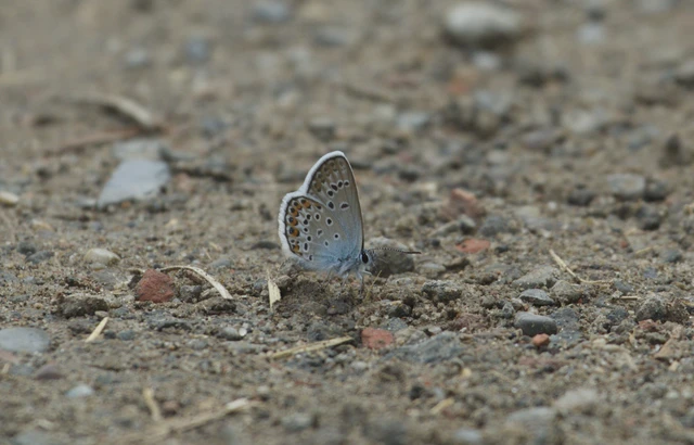 Plebejus argus - ezüstös boglárka