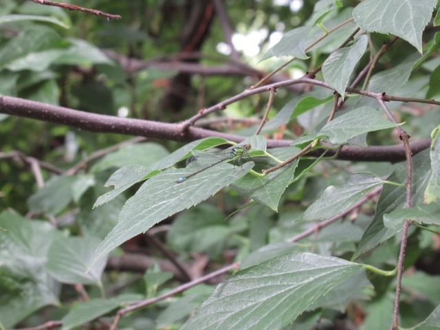 Erythromma viridulum - kis pirosszemű-légivadász