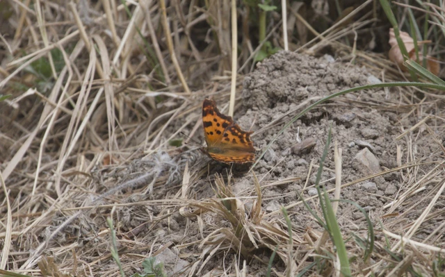 Nymphalis c-album - C-betűs lepke