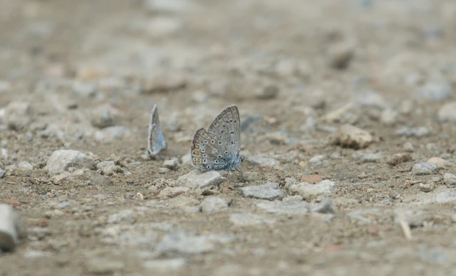 Polyommatus icarus - közönséges boglárka