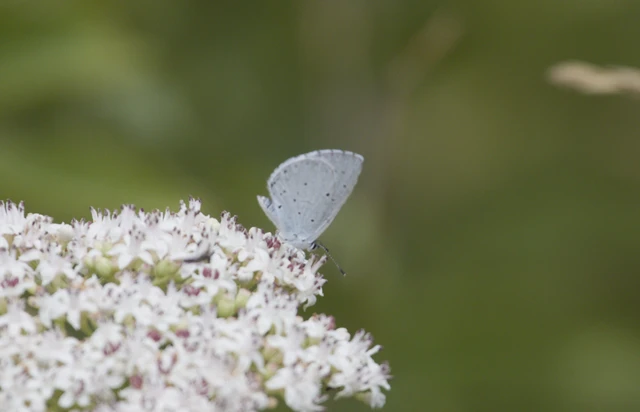 Celastrina argiolus - bengeboglárka