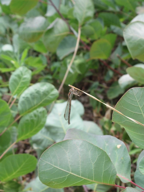 Sympecma fusca - téli rablószitakötő