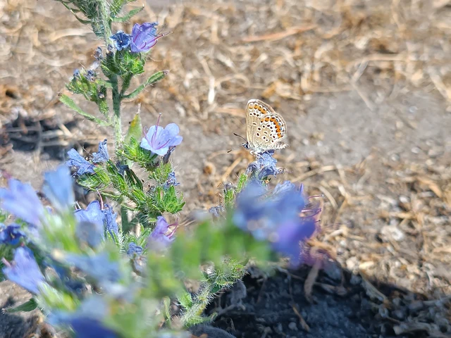 Plebejus argus - ezüstös boglárka