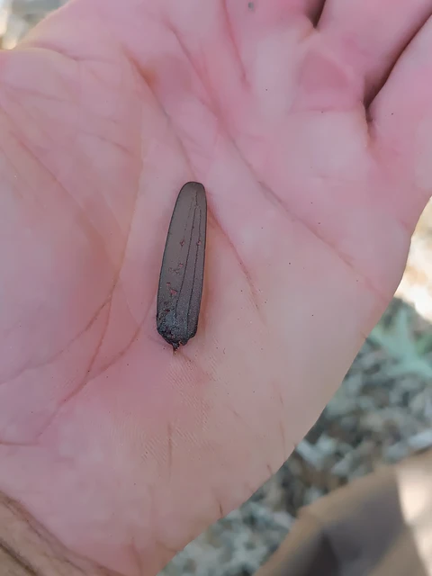Aegosoma scabricorne - diófacincér
