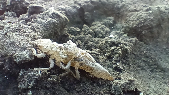 Odonata - Szitakötők