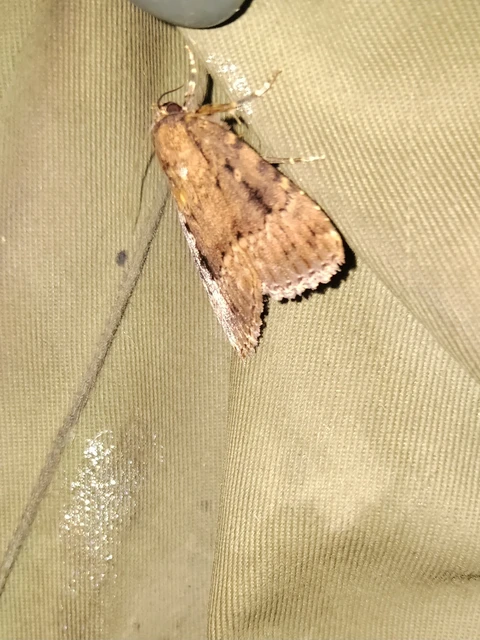 Amphipyra berbera/pyramidea