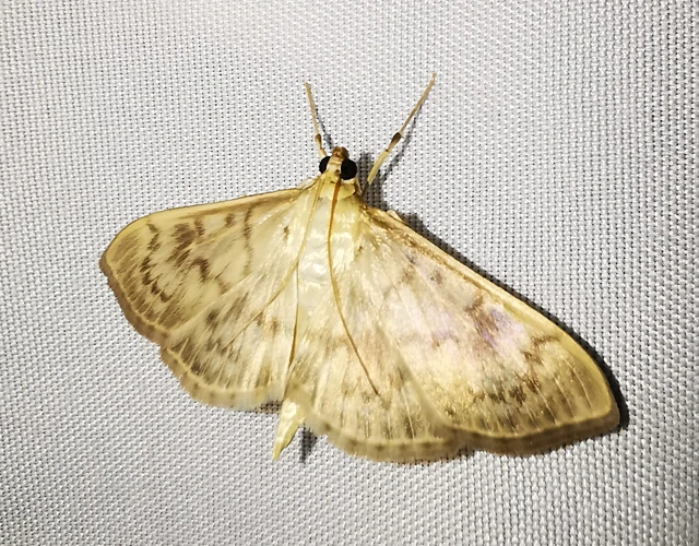 Patania ruralis - csalánevő tűzmoly