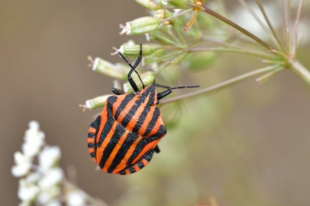 Graphosoma italicum - csíkos pajzsospoloska Graphosoma italicum - csíkos pajzsospoloska