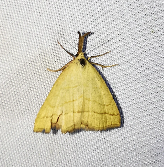 Polypogon tentacularia - sötétaljú karcsúbagoly
