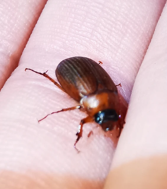 Serica brunnea - homoki kiscserebogár