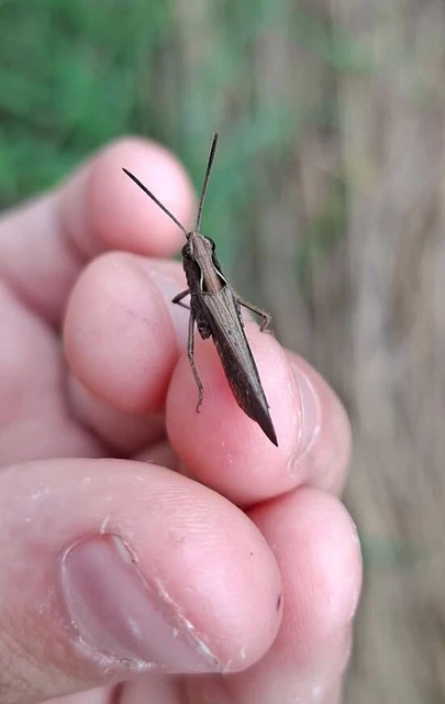 Orthoptera - Egyenesszárnyúak