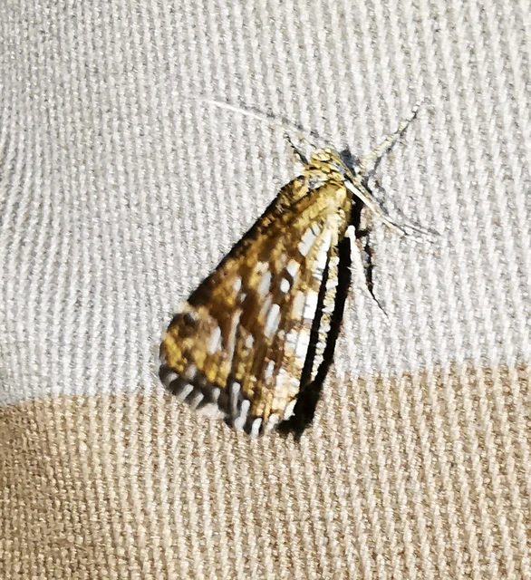 Chiasmia clathrata - rácsos rétiaraszoló