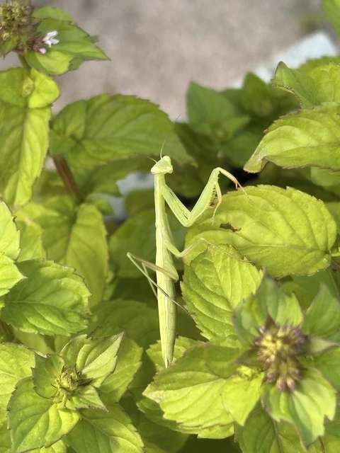 Mantis religiosa - imádkozósáska