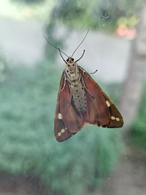 Euplagia quadripunctaria - csíkos medvelepke