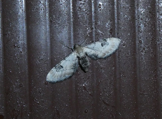 Eupithecia centaureata - búzavirág-törpearaszoló
