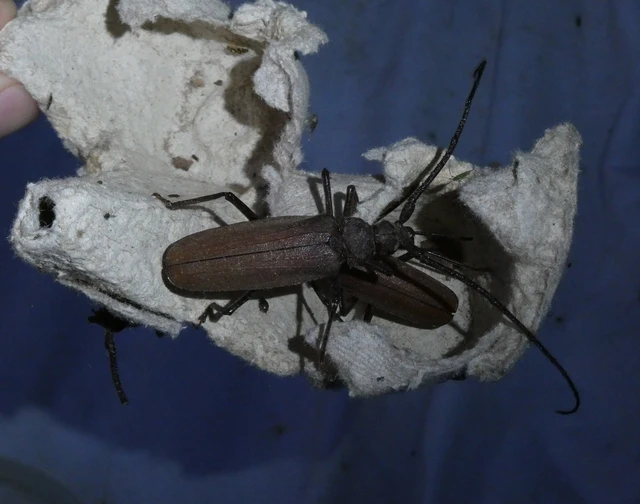 Aegosoma scabricorne - diófacincér