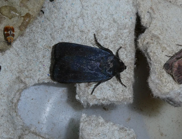 Amphipyra livida - zsírfényű bagoly