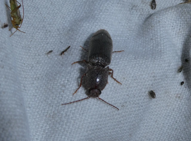 Stenagostus rhombeus - rombusznyakú pattanó