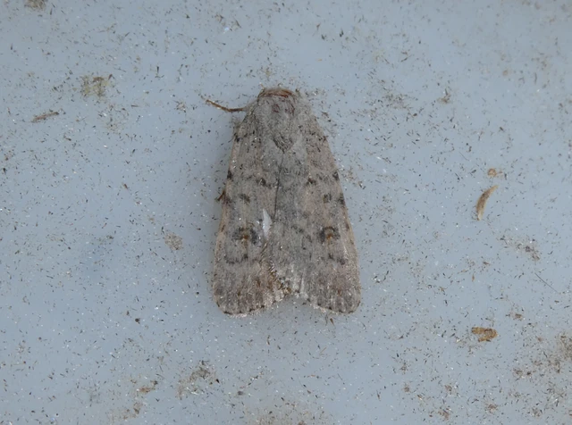 Paradrina clavipalpis - közönséges selymesbagoly