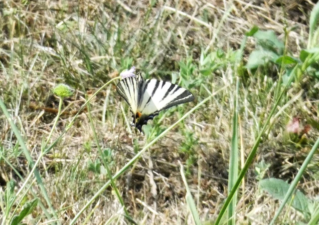 Iphiclides podalirius - kardoslepke