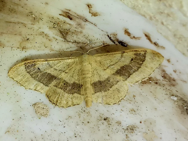 Idaea aversata - nagy sávosaraszoló