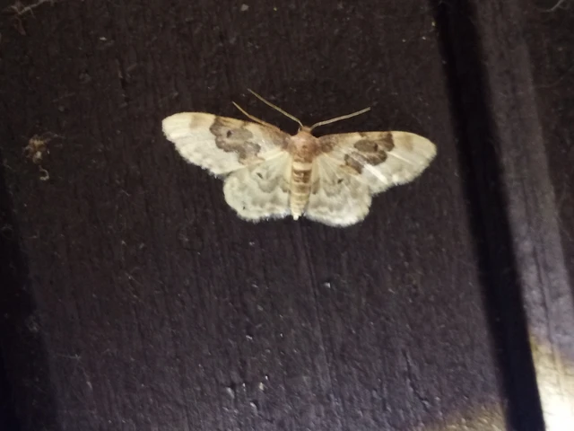 Idaea rusticata - tarka apróaraszoló