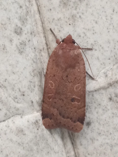 Noctua comes - kis sárgafűbagoly