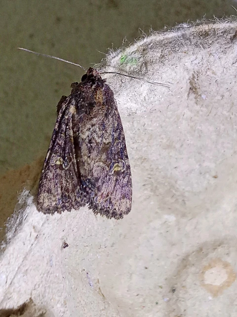 Mesapamea secalella/secalis
