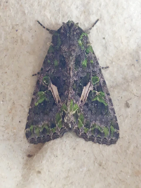 Trachea atriplicis - nyári zöldbagoly