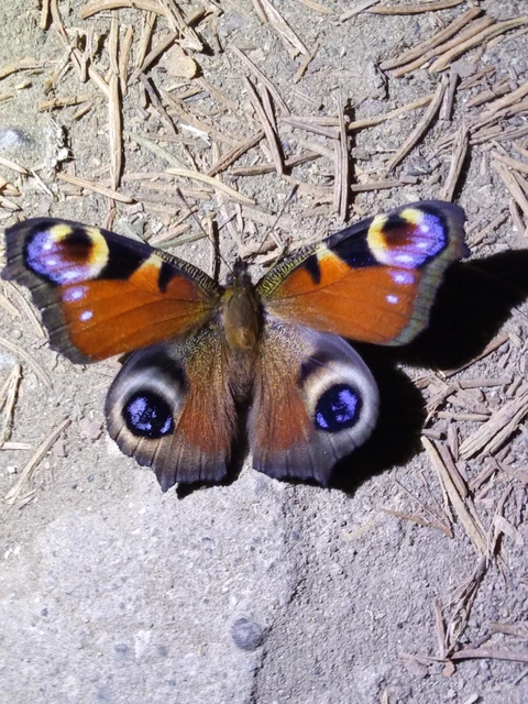 Nymphalis io - nappali pávaszem