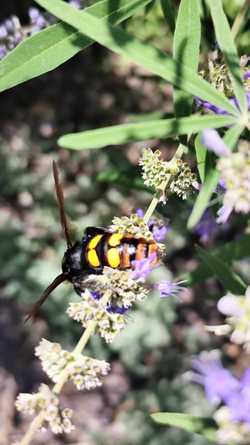 Megascolia maculata - óriás-tőrösdarázs