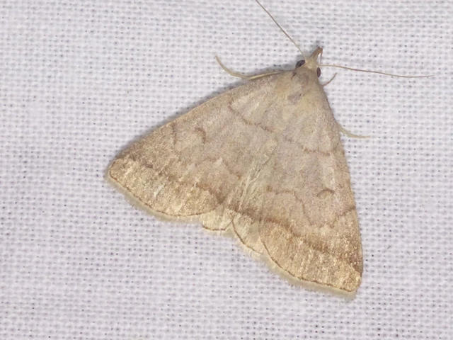 Zanclognatha lunalis - pelyheslábú karcsúbagoly