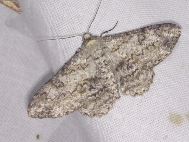 Ascotis selenaria - holdas faaraszoló