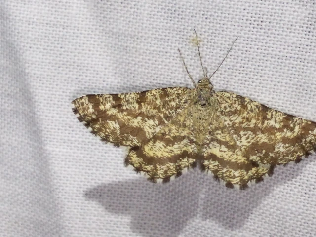 Ematurga atomaria - barna rétiaraszoló