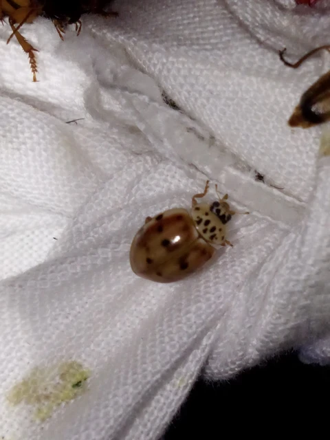 Harmonia quadripunctata - négypettyes katica