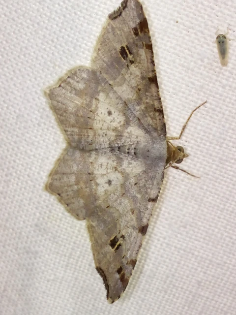 Macaria alternata - közönséges szürkearaszoló