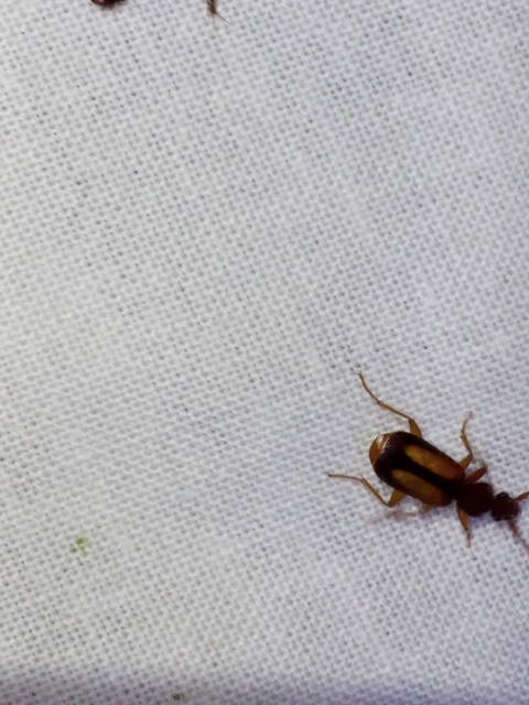 Polistichus connexus - barna sutafutó