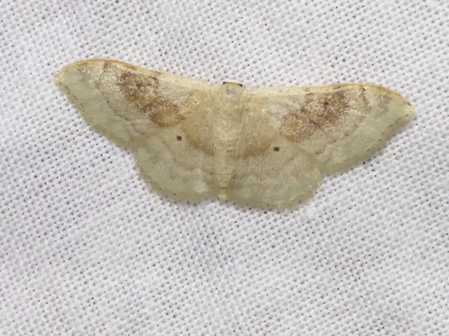 Idaea degeneraria - barnasávos araszoló