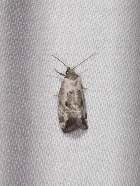 Hapalotis venustula - rózsaszínű mázasbagoly